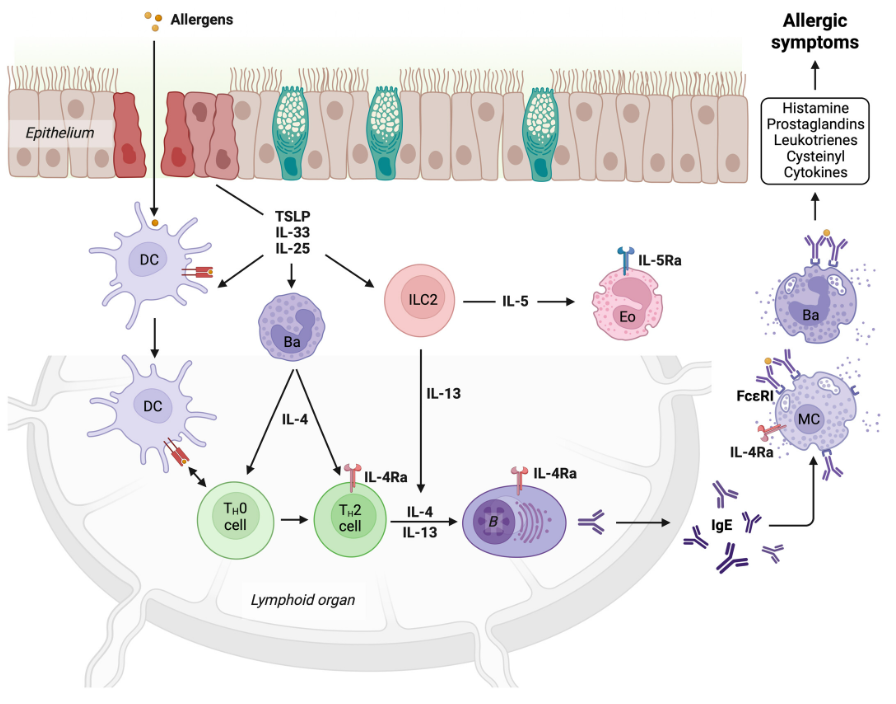 IgE：過(guò)敏與免疫的“雙面分子”
