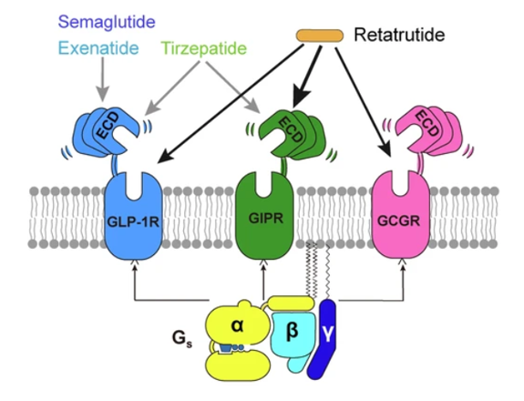 GLP-1R、GCGR、GIPR多靶點激動劑與代謝疾病